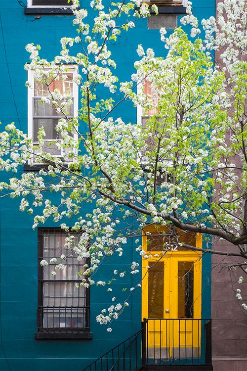 Blossom-lined avenue in Manhattan
