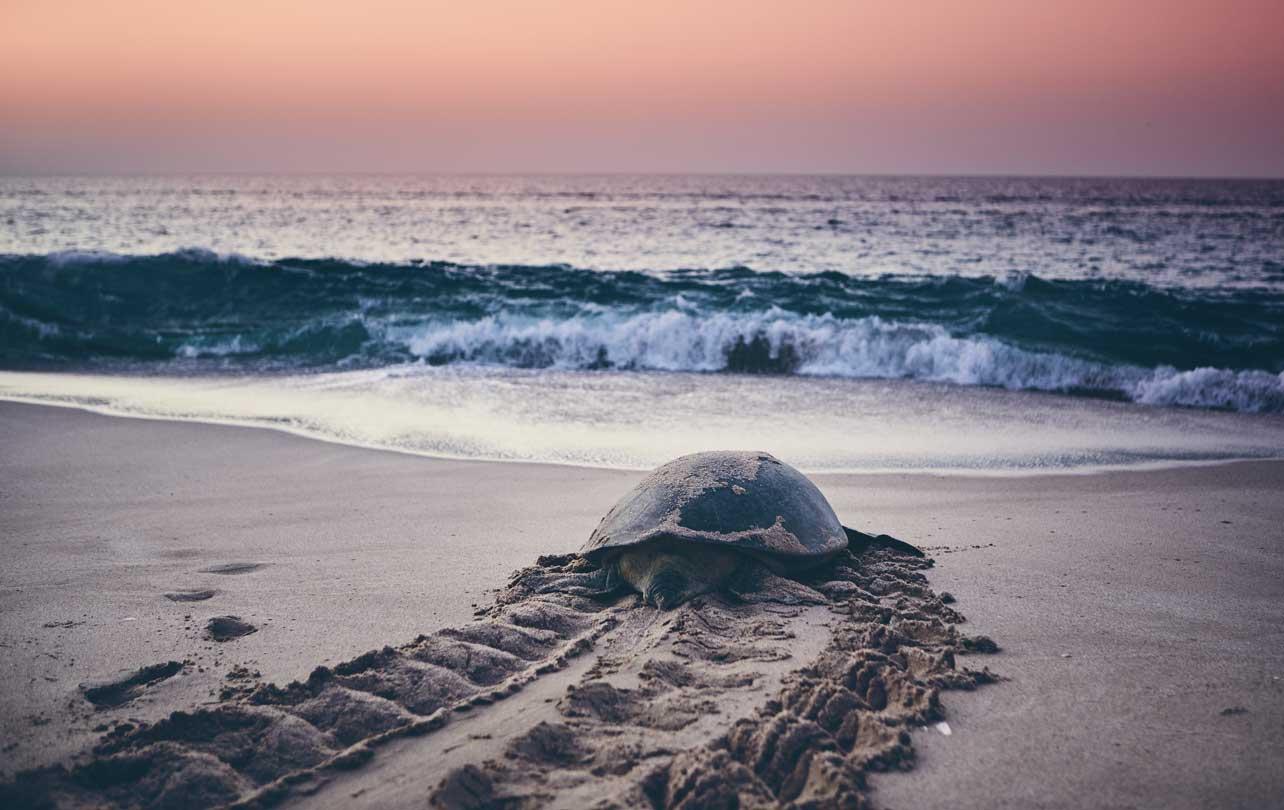 Green Turtle entering the water at dawn. Ras al-Jinz, Oman