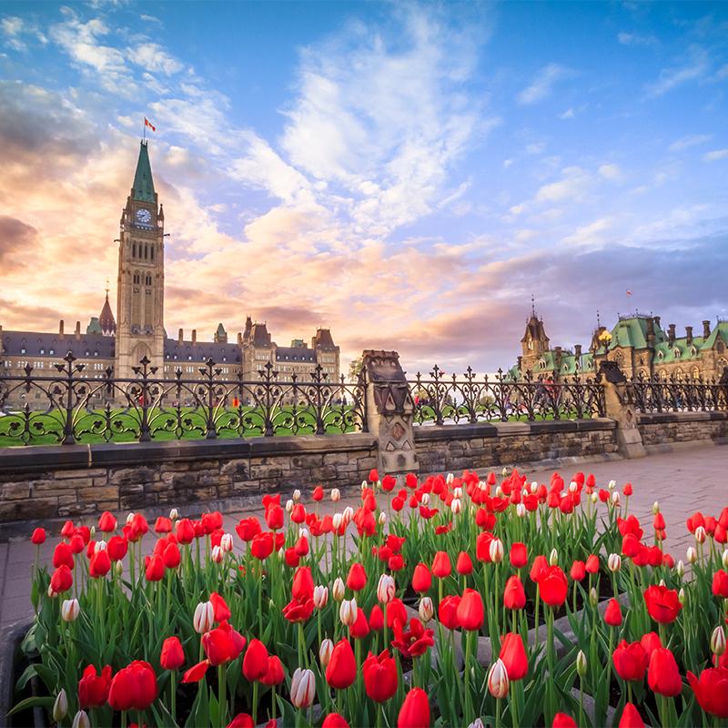 Tulips in front of Parliament Hill during Canadian Tulip Festival