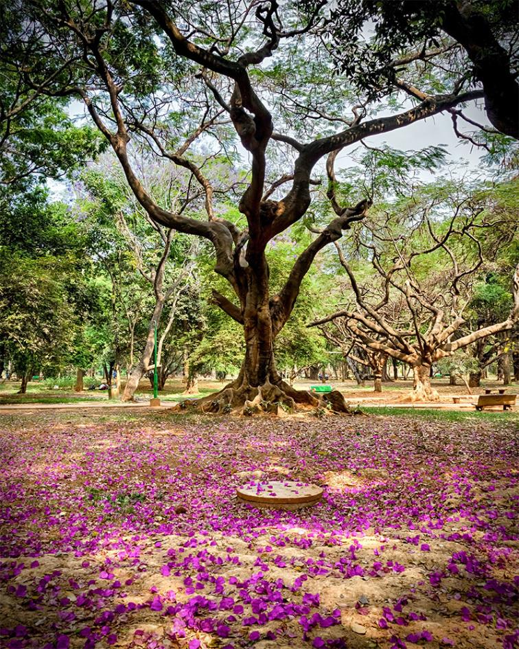A natural landscape with a tree and magenta petals at Sri Chamarajendra / Cubbon Park in Bangalore