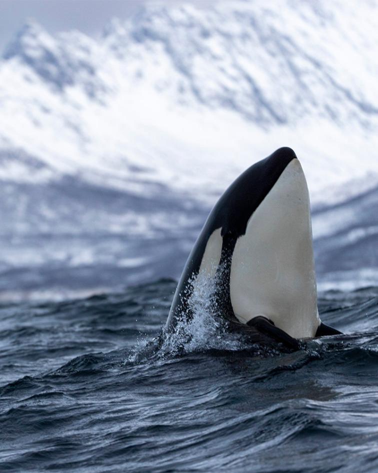 A killer whale inspects the surroundings in Tromsø, Troms og Finnmark fylke, Norway