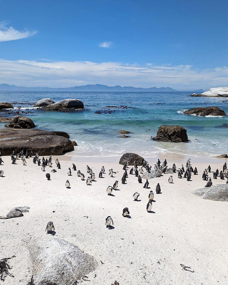 A colony of African penguins at Boulders Beach near Cape Town, South Africa, offering a unique wildlife experience.
