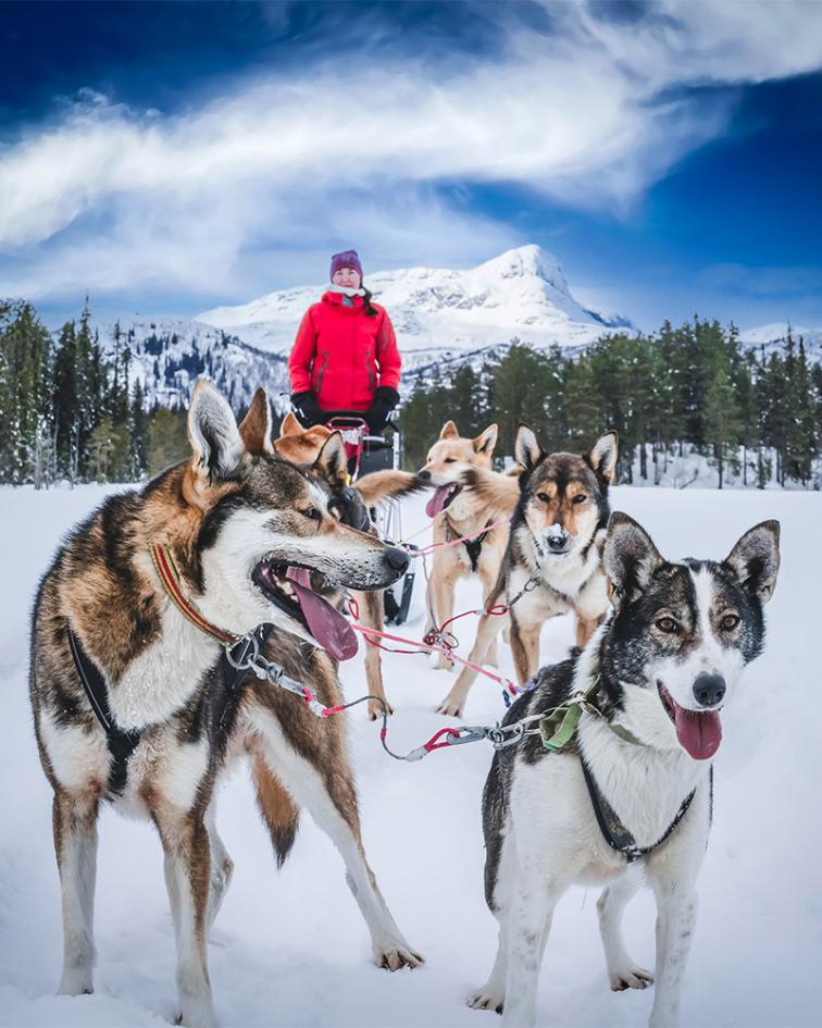 Husky sled dogs ready to go in Arctic mountain wilderness
