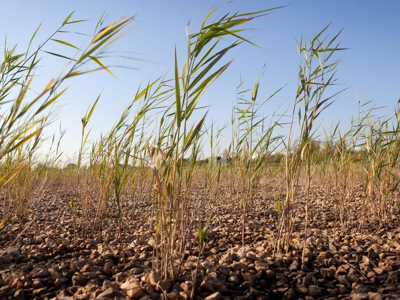 Reed beds