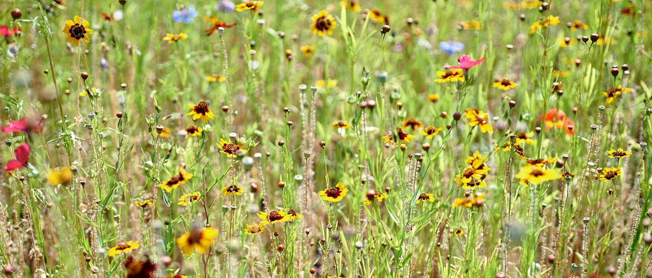 Biodiversity-at-Heathrow-wildflowrs.png