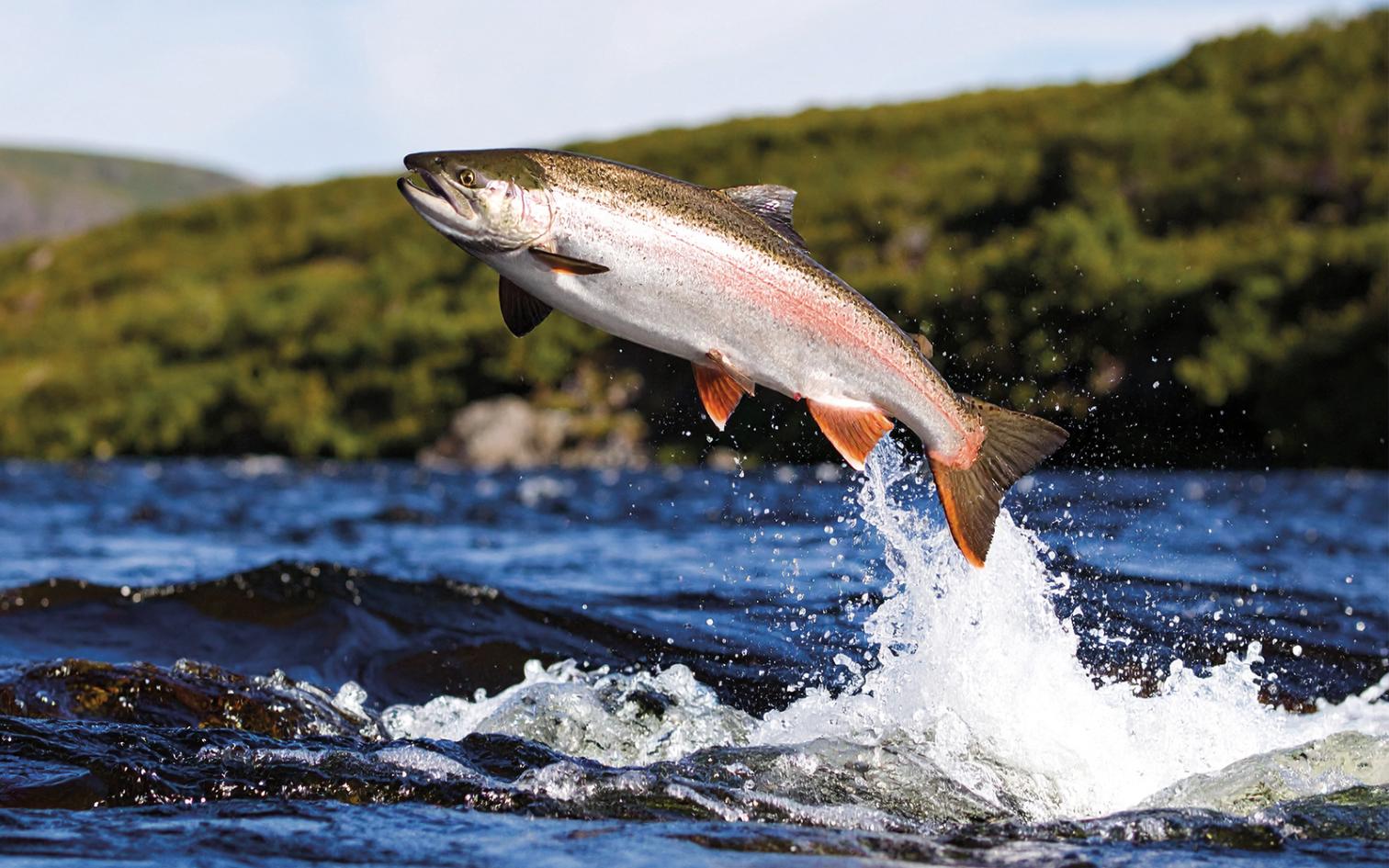Salmon above water