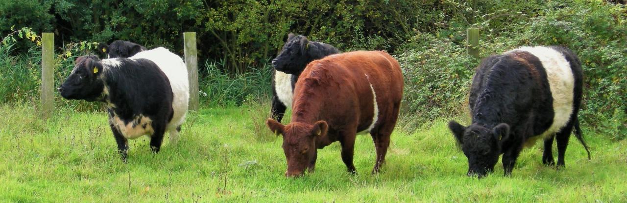 Meet the curly cows keeping Heathrow wild
