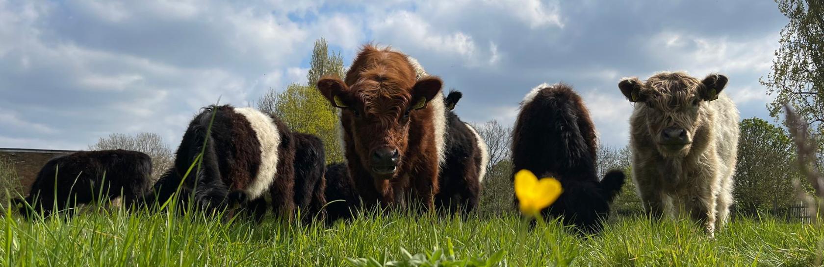 Cows grazing at Heathrow