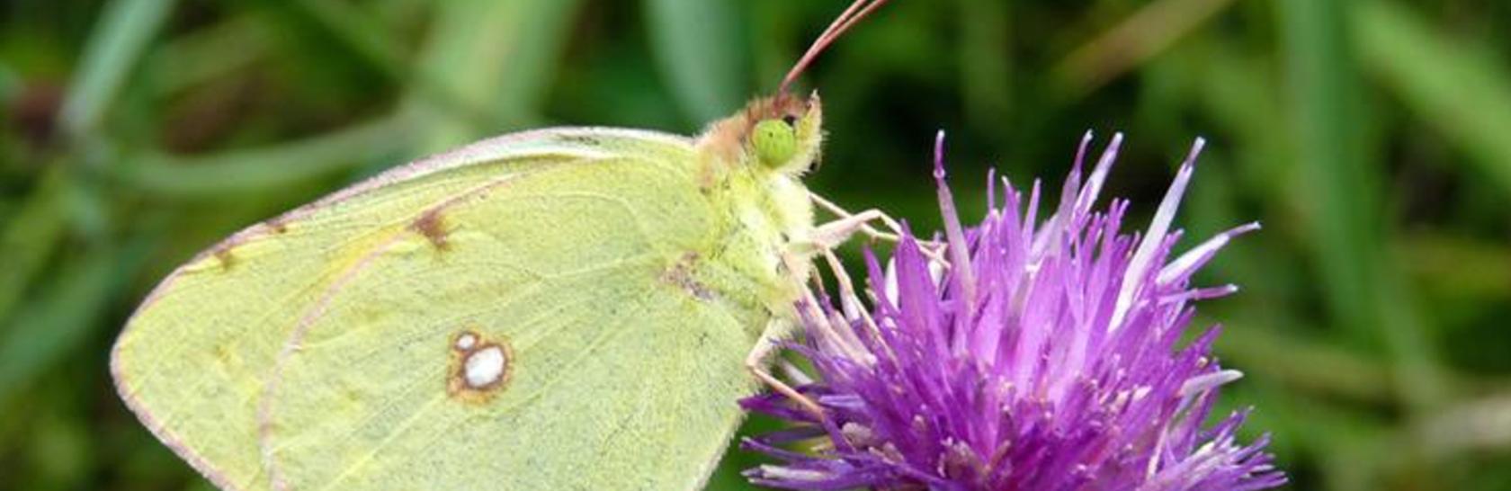 nature-positive-planhero-desktop-1920x624.png